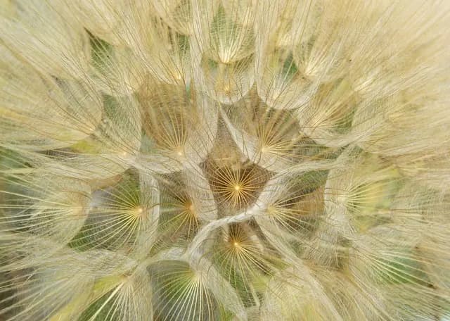Guide d'achat : Créer un jardin floral luxuriant