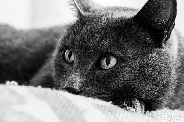 Meilleur spray de sécurité pour animaux : guide complet